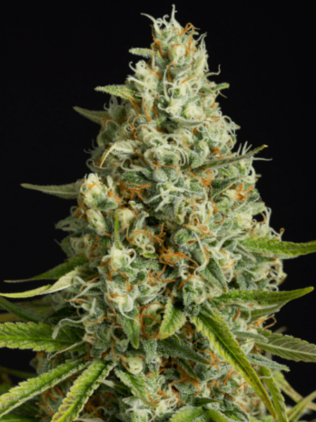 SILENT SEEDS - AMNESIA LEMON