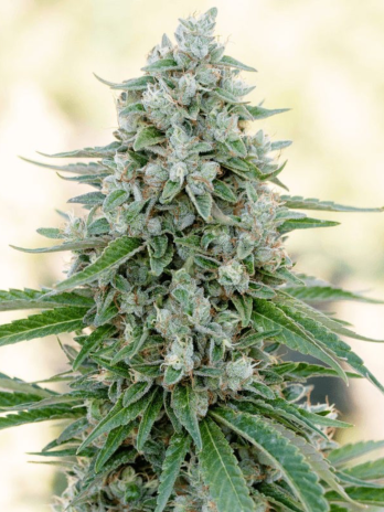 SILENT SEEDS - CRITICAL MANGO