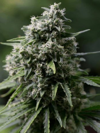 SILENT SEEDS - CRITICAL+ 2.0