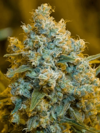 SILENT SEEDS - CRITICAL JACK