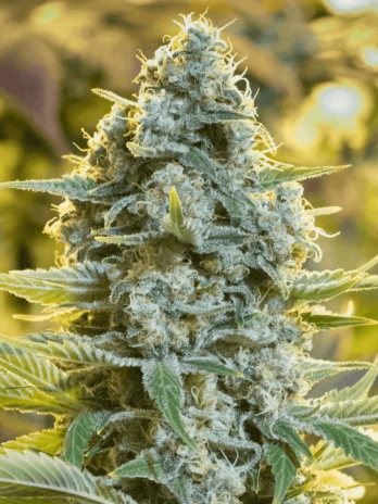SILENT SEEDS - MOBY DICK