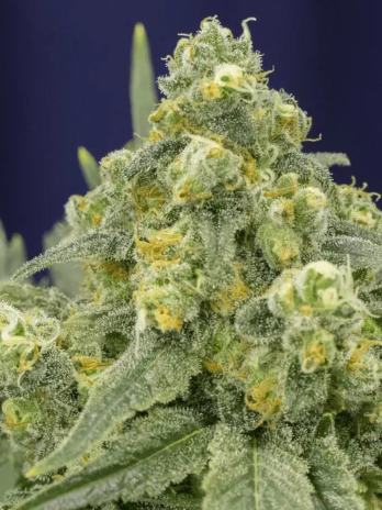 SILENT SEEDS - WHITE WIDOW