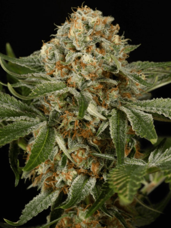SILENT SEEDS - OG KUSH