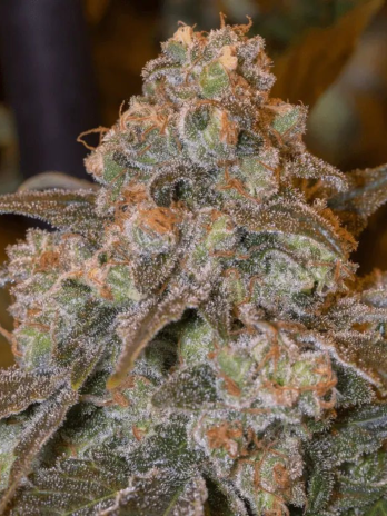SILENT SEEDS - GORILLA FROST
