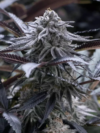 SILENT SEEDS - GRAPE JUICE