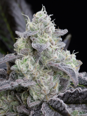 SILENT SEEDS - L.A. VANILLA...