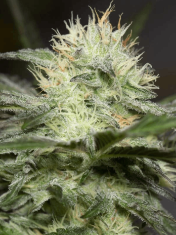 SILENT SEEDS - LEMON SORBET