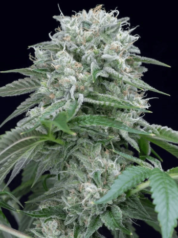 SILENT SEEDS - STARFIRE OG