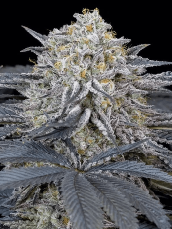 SILENT SEEDS - WATERMELON...