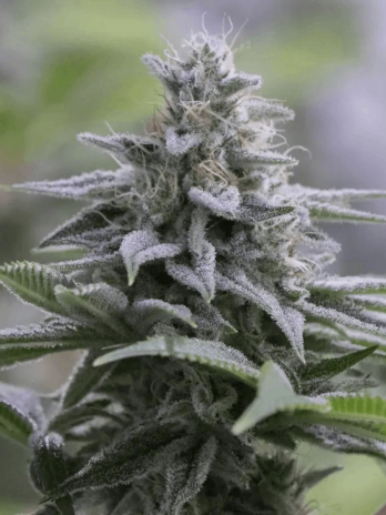 SILENT SEEDS - ZKITTLEZ 2.0