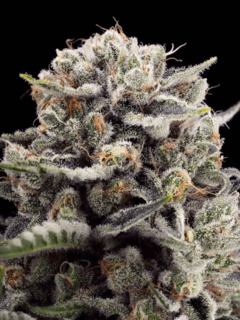 SILENT SEEDS - B-45 BY BOOBA