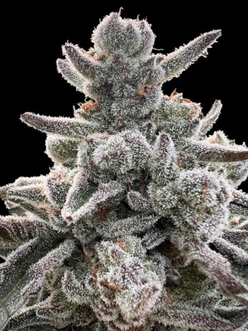 SILENT SEEDS - POLAR GELATO...