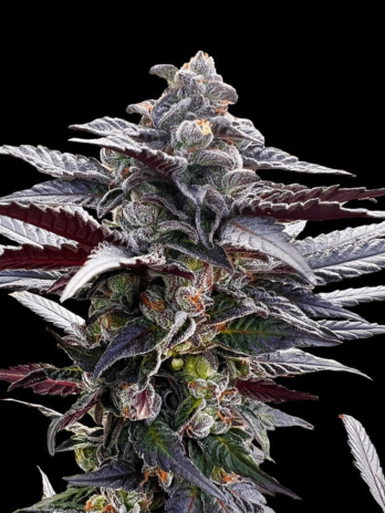 SILENT SEEDS - PINK SUNSET...