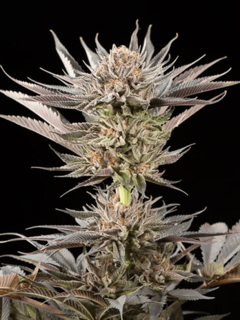 SILENT SEEDS - LEMON TREE...