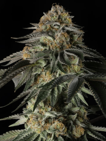 SILENT SEEDS - RAINBOW GAS
