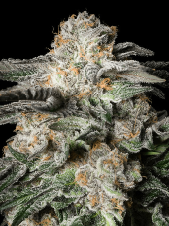 SILENT SEEDS - MINT CANDY