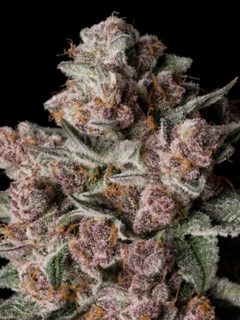 SILENT SEEDS - TROPICAL JAM