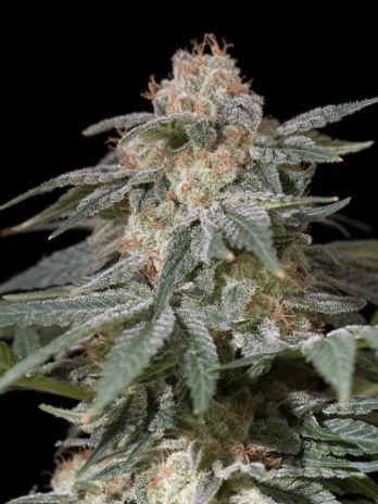 SILENT SEEDS - LEMON TREE...
